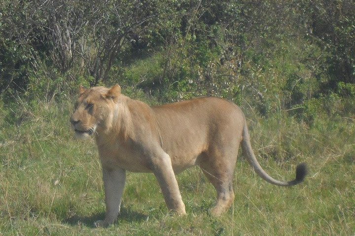 2 Nights/3days Budget Package Maasai Mara In Self Contained Tented Camps image