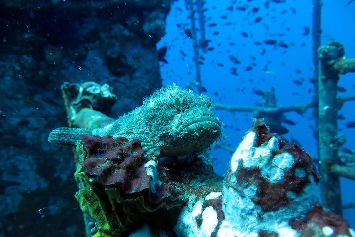 3 Dives at Koh Chang incl HTMS Chang wreck (start at Koh Mak) image