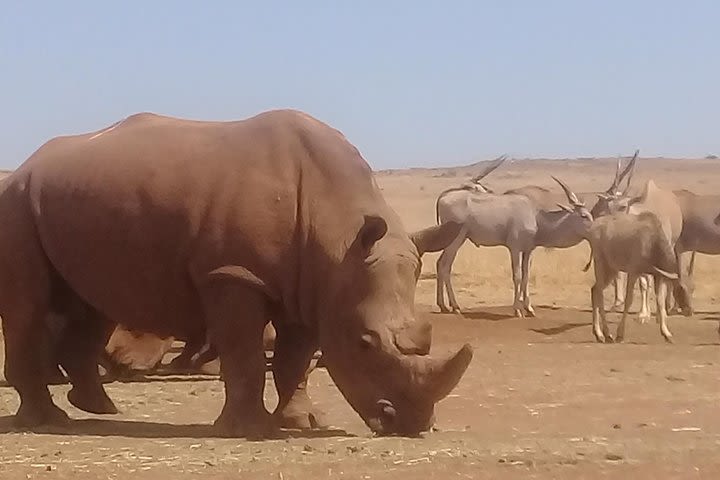 Rhino and Lion Park Half Day Tour image