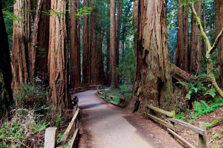 Shore Excursion: Coastal Redwoods and San Francisco Hop-On Hop-Off Tour image