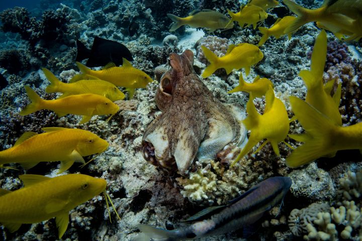 Abu Dabbab Beach Full Day Trip Snorkeling with Turtles image