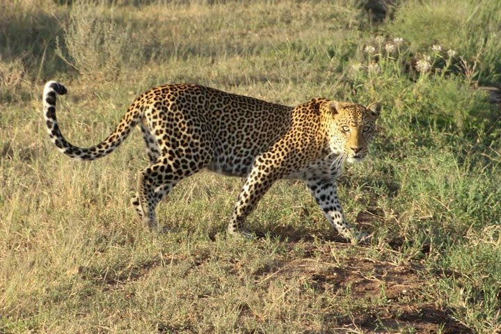 1 Day Tarangire National Park Day Tours image