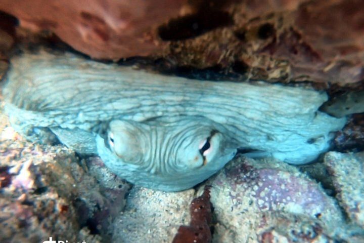 Private Morning Half-Day Snorkeling Trip  image