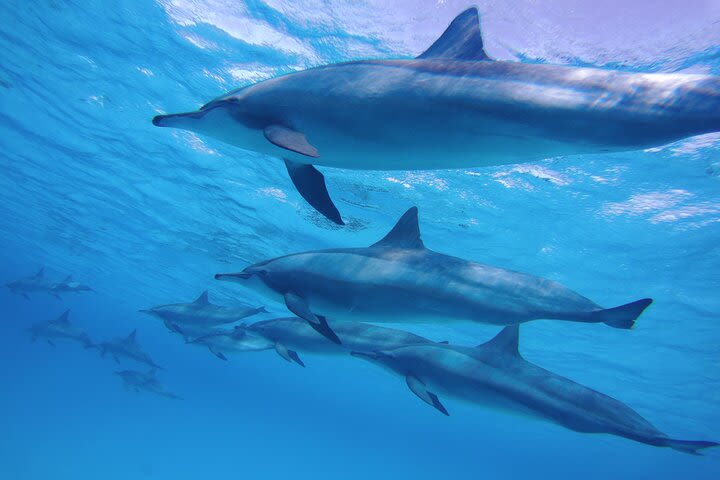 Swimming with Dolphin VIP Snorkeling Sea Trip With Lunch and Transfer - Hurghada image