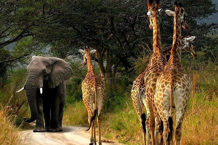 Private 2 Day Wildlife Safari Tour of Ngorongoro Crater & Tarangire image