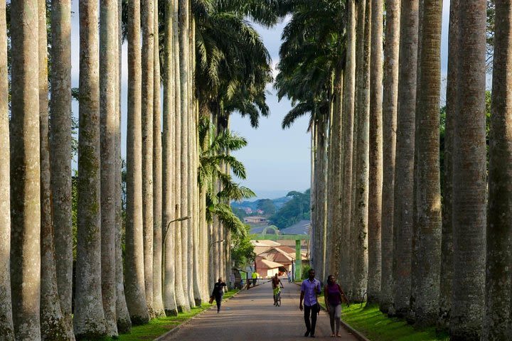 Ghana : Accra: Aburi Botanical Gardens, Cocoa Farms, Waterfalls Trip image