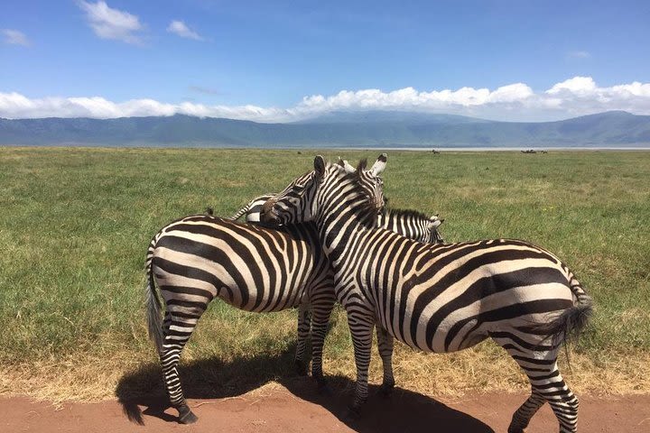 1 Day Tour to Ngorongoro Crater image