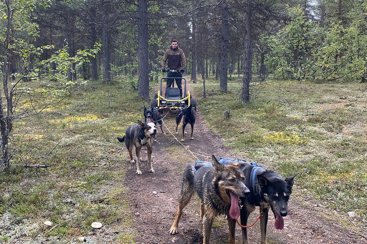 Autumn Husky Sit and Drive Cart Tour from Kiruna image