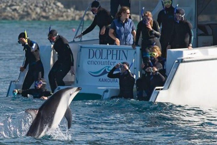 2 Day Kaikoura Whale and Dolphin Tour from Christchurch image