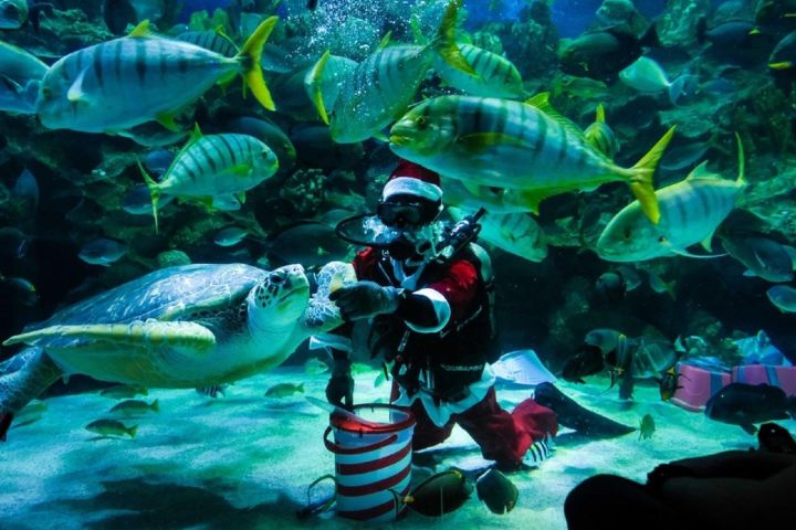 Kuala Lumpur Nature & Wildlife Tour image