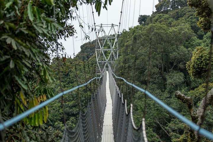 2 Days Canopy wallk and Waterfalls Hike in Nyungwe National Park image