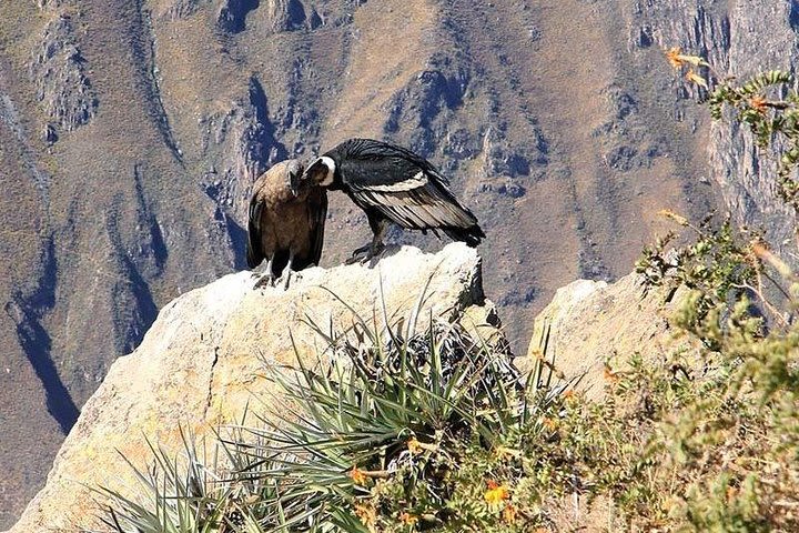 Excursion to Colca Canyon 1 Day image