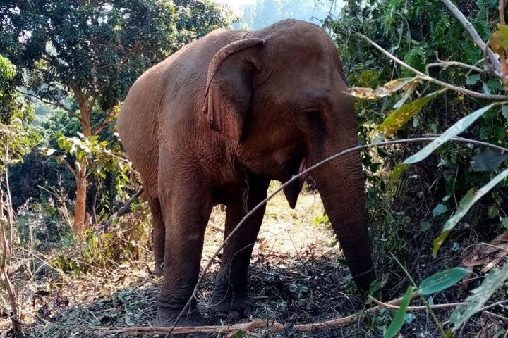 Elephant sanctuary of responsible tourism image