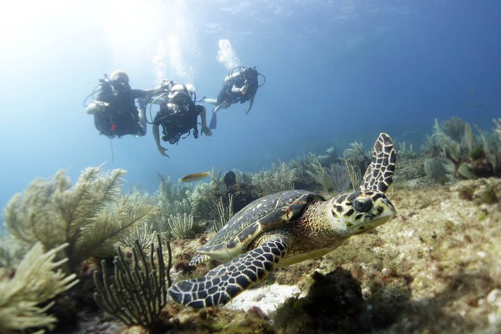 PADI Discover Scuba Diving  image
