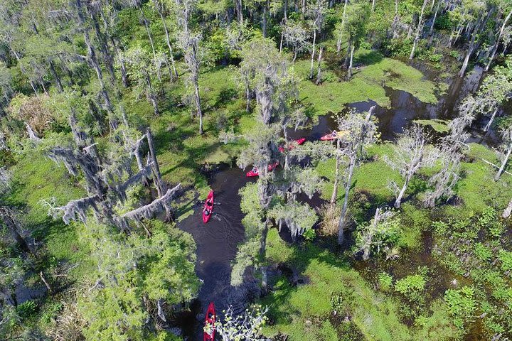 Manchac Swamp Kayak Small-Group Tour image