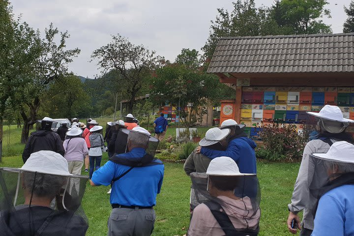 sLOVEnia BEEKEEPING EXPERIENCE image