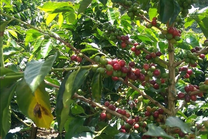 Full Day Tour to Finca Cafetera from Medellín image