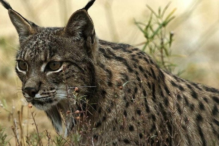 Doñana National Park: Private Day Trip from Seville image