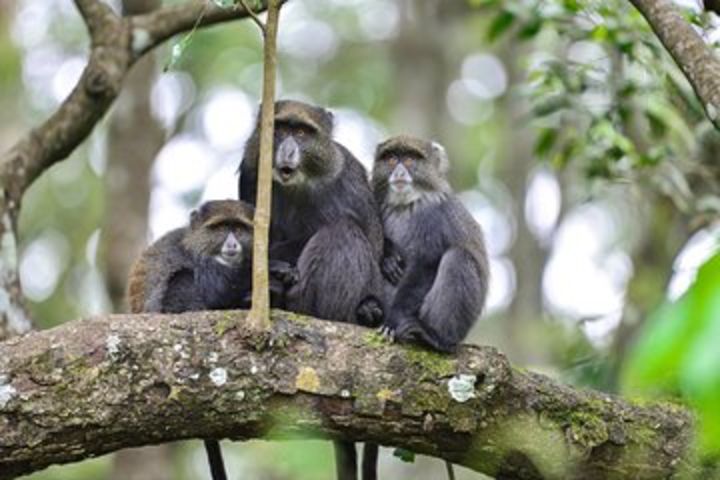 Ngurdoto Crater (Mount Meru) Full-day Tour image