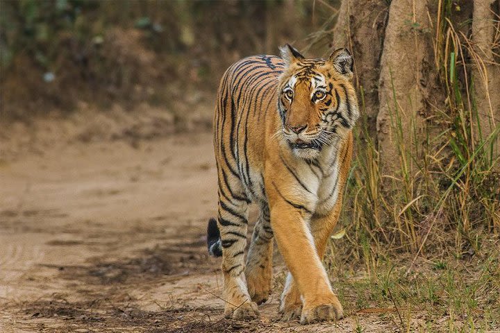 Ranthambore Same Day Experience image