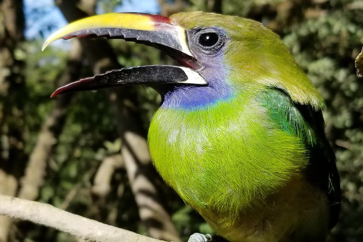 Birdwatching Monteverde Reserve Transport included (Entrance fees NOT included) image