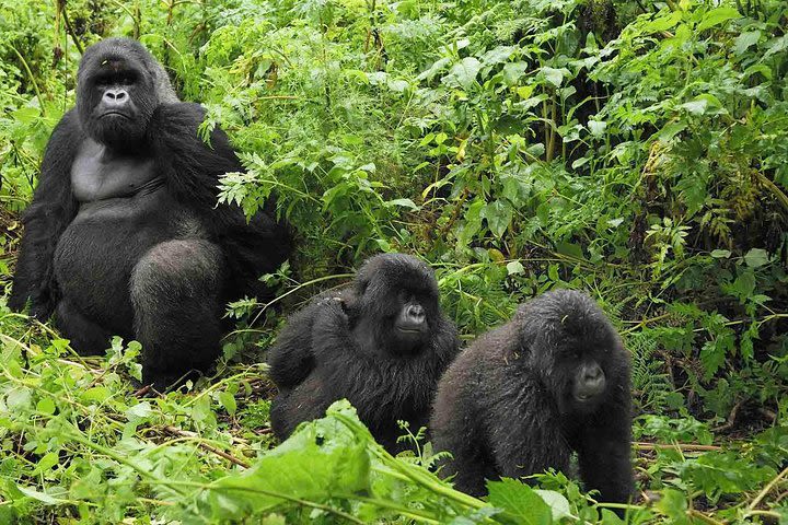 Gorilla tracking flying safari Uganda image