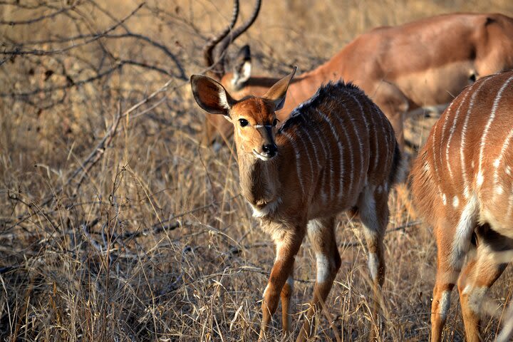 Game Drive+Rhino Viewing  image