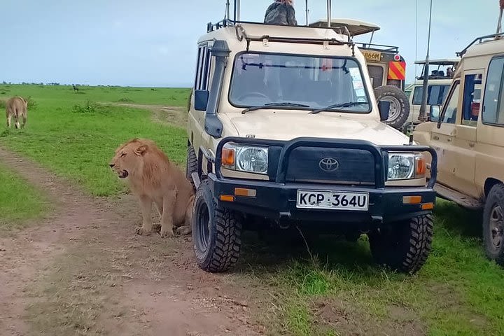 masai mara /naivasha /sgr mombasa beach holiday image