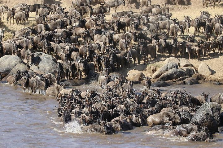 4 Days Masai Mara -Lake Nakuru National Park From Nairobi  image