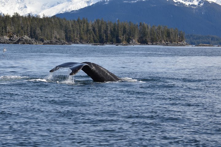 Sitka Shore Excursion: Alaskan Wildlife by Land and Sea image