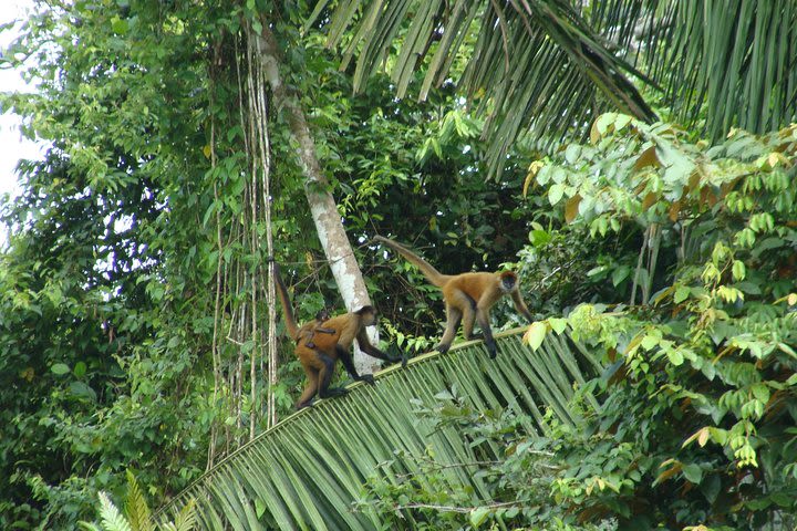 Safari Float through Tres Amigos River - Maquenque Eco-Lodge Route image