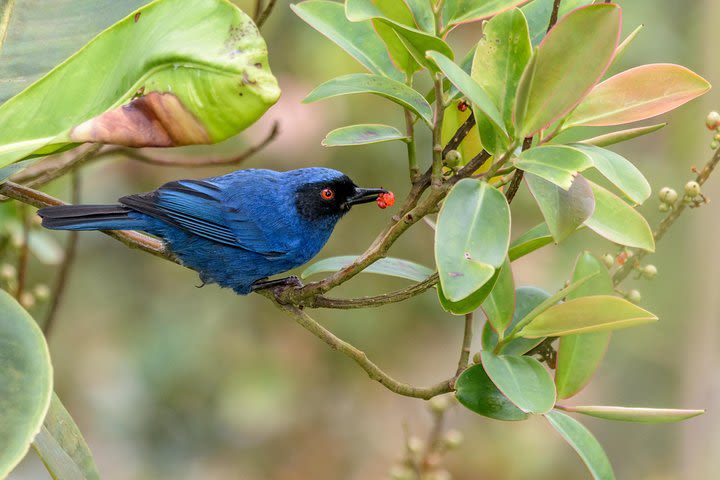 Birdwatching day at Chicaque Cloud Forest. image