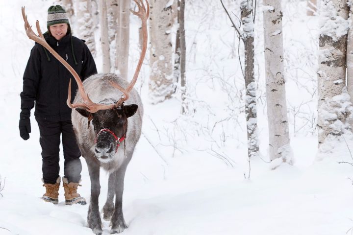 Walk with Reindeer in Alaska image