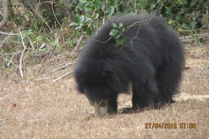 Yala National park 7 hour Safari Tour  image