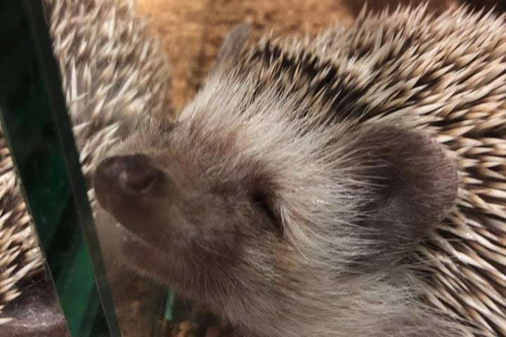 Admission to Hedgehog Cafe in Harajuku image