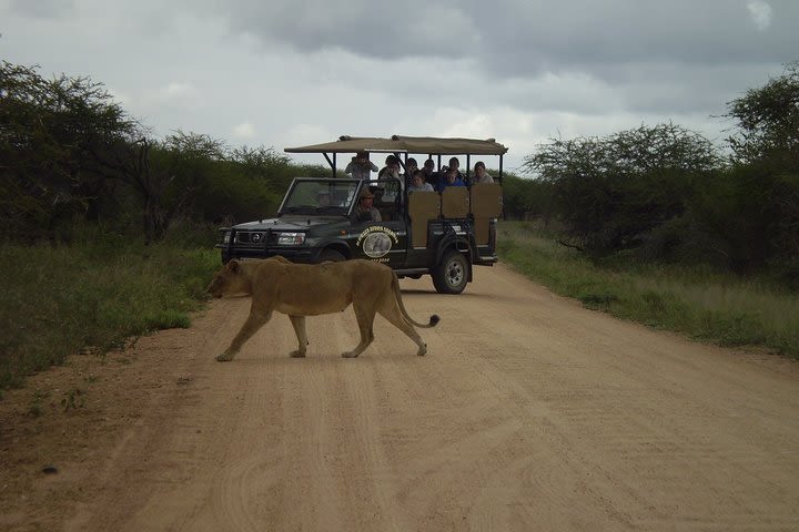 Gamedrives in Kruger National Park from Marlothpark image