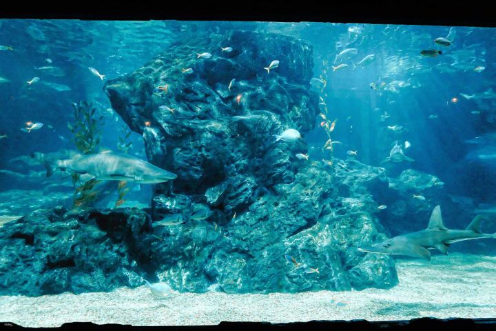 Sea Life Bangkok Ocean World image