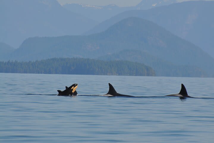 6 hour Covered Boat Whale Watching Tour image