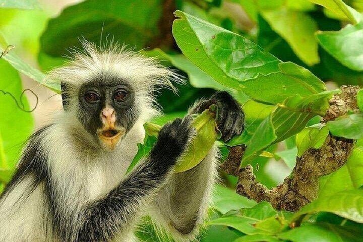 Jozani Forest Half-Day Tour with Transfer image