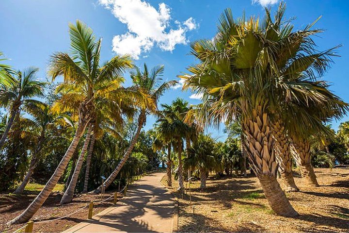 Skip the Line: Palmetum Botanical Garden in Santa Cruz de Tenerife - Ticket image