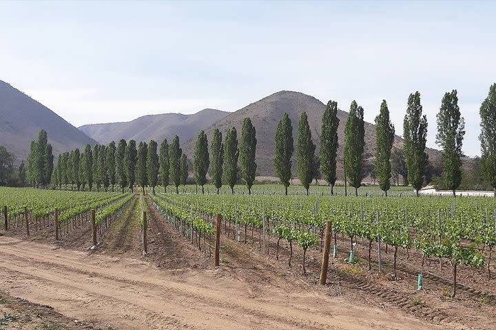 Private Maipo Valley Historic Wine Tour: Santa Rita and Concha y Toro Vineyards image