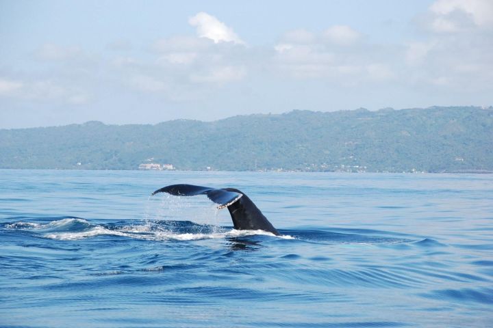 Whale Watching & Limón Waterfall Day Trip image