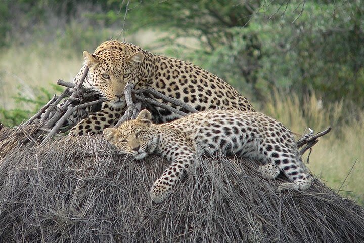 4 Days, 3 Nights Group budget Safari, Lake Manyara, Serengeti, Ngorongoro image