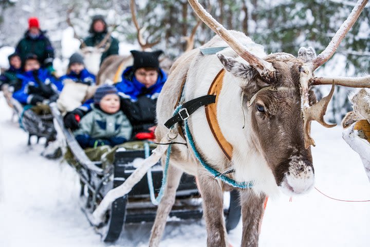 Visit a Reindeer Farm and One Hour Safari image