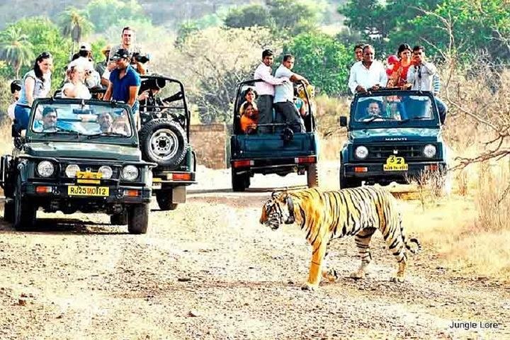 Ranthambore Wildlife Safari with Tickets & Transfer Options image