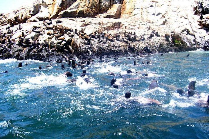 From Lima: Palomino Islands Cruise & Swimming with Sea Lions with Transfers image