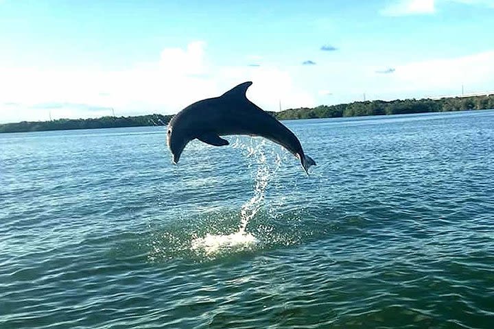 Key Largo Mangrove Private Eco-Tours image