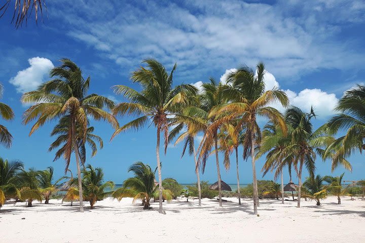 Coastal Bike Tour and Mangrove Cruise from Merida image