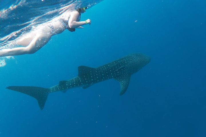 Whale Shark Snorkeling Adventure with Lunch image
