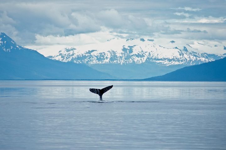 Juneau Wildlife Whale Watching Adventure image